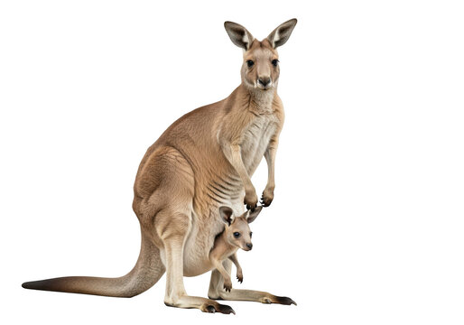 High resolution kangaroo with joey in pouch stock photo, wildlife animal photography, australian mammal, marsupial, mother and baby isolated on transparent background - Powered by Adobe