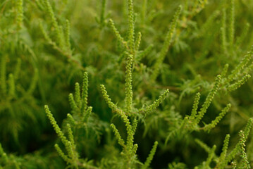 Close-up of Common Ragweed Plant, a Major Allergen