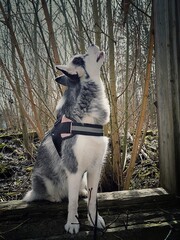 siberian husky dog