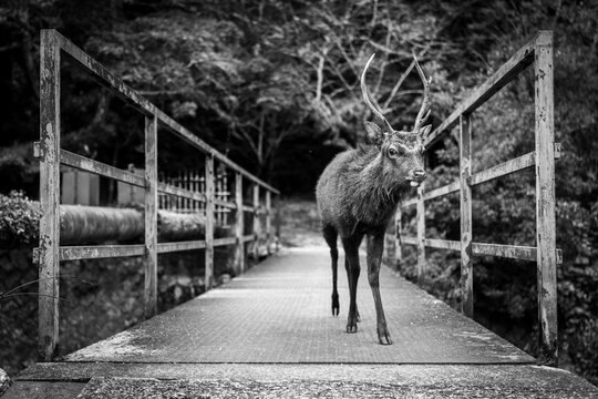 Black and white image of a deer walking across a bridge