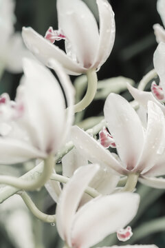 Delicate White Orchid Flowers.Demonstrating trendy color of the year 2026