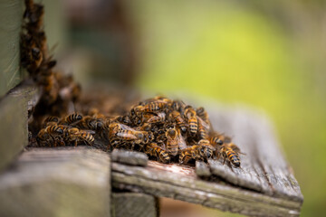Brown bees in from of beehive entrance