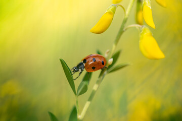 Red black ladybug on a yellow flower