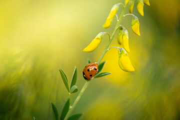 Red black ladybug on a yellow flower