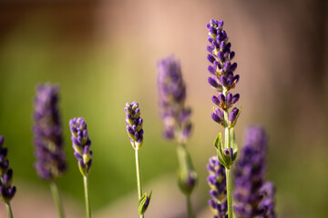 Violet lavender flowers with bokeh