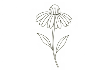 Coneflower drawing displaying botanical line artwork and herbal medicine elements, presented on a transparent background