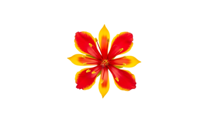 Vibrant red and yellow tropical flower isolated on transparent background