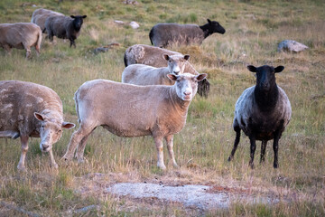 Sheep herd in dry grass in Sweden