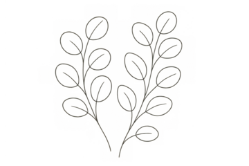 Minimalist botanical line art drawing creating shadow effect, abstract gentle plant branches on transparent background