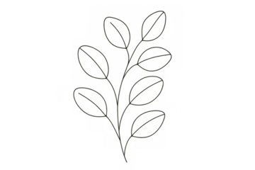 Minimalist branch outline drawing with simple leaves and natural details, clean botanical art on transparent background