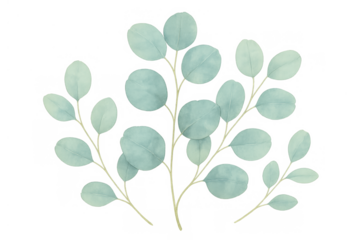 Eucalyptus leaves watercolor illustration. Botanical drawing with green silvery foliage on transparent background