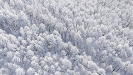 Snowy Scenery of the Greater Khingan Mountains