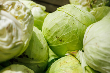 Fototapeta premium Fresh green cabbages stacked in a market display, highlighting their crisp leafy texture and natural light-green color.