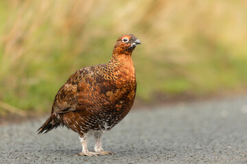 Red Grouse, Scientific name: Lagopus Lagopus.  Clsoe up of a Red Grouse male in Autumn, crossing a  tarmac road in Swaledale, Yorkshire Dales, UK. Clean background.  Copy space.  Horizontal.