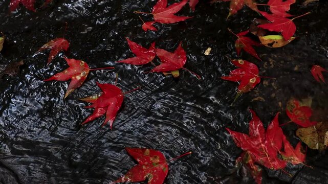 A bold abstract texture of red and orange autumn leaves forming fiery, colorful natural patterns.