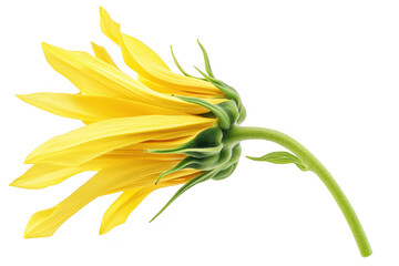 Obraz premium A yellow sunflower captured in a side view. its intricate petals and green stem. set against a clean white background. ideal for nature-themed designs and educational materials