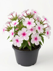 Naklejka premium Phlox flowers