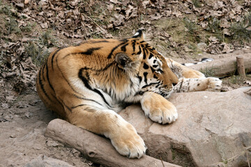Sleeping Tiger