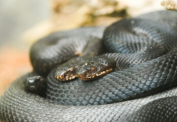 Portrait of a European adder. Close-up of a snake. Vipera berus.
