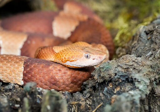 Portrait of a copperhead. Close-up of a venomous snake. Agkistrodon contortrix.
