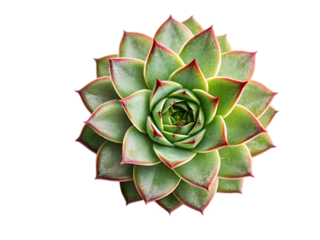 Echeveria Succulent Plant Top View Isolated green isolated on a transparent background.