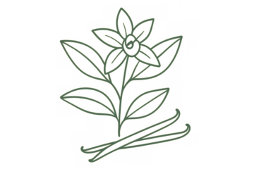 Minimalist botanical line drawing of a sprouting plant with elegant leaves and blooming flower on transparent background