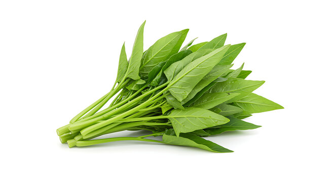 Fresh Water Spinach Isolated on White Background morning glory ong choy kangkong vegetable leafy green