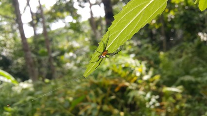 Photo of Pear-shaped Leucauge Spider (Opadometa fastigata) on a plant. Perfect for documentaries about tropical rainforests and World Wildlife Conservation Day on December 4th.