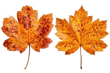 Fototapeta premium Close Up of Two Autumnal Maple Leaves Against a White Background Showing Detailed Veins and Spots
