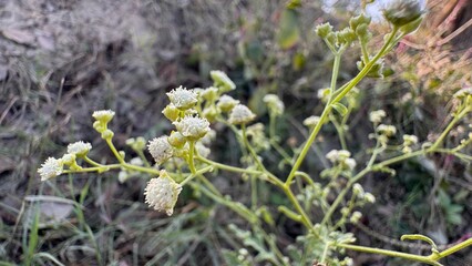 Macro closeup of small white wildflower clusters growing on thin stems in natural outdoor field with soft background bokeh on white background