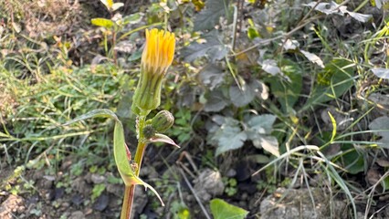 Obraz premium Closeup macro view of yellow wildflower bud with small unopened blossoms growing outdoors in natural field environment under soft sunlight on white background
