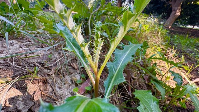 Macro closeup of thorny wild green plant growing naturally on ground with sharp spiky leaves and textured stem in outdoor environment on white background