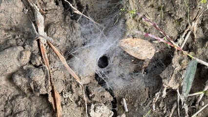 Delicate ground spider web with morning dew droplets forming natural tunnel shape on soil surface, detailed macro nature texture captured clearly on white background