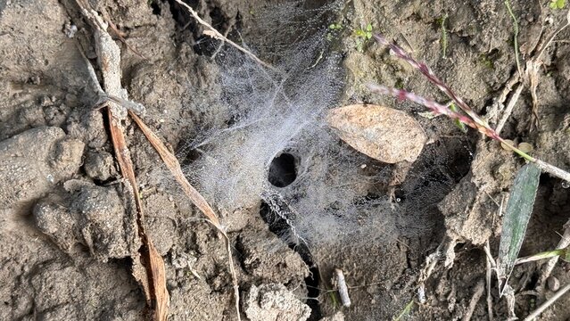 Delicate ground spider web with morning dew droplets forming natural tunnel shape on soil surface, detailed macro nature texture captured clearly on white background
