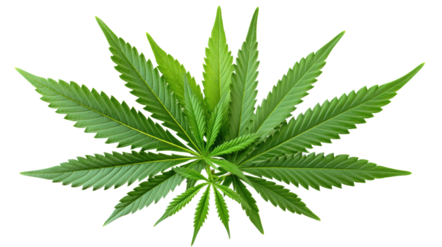 Cannabis Leaf Illustration on Transparent Background