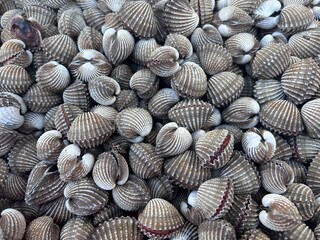 sea, shells, background, food, cockle