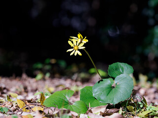 落ち葉の林床に咲くツワブキ