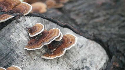 Mushrooms growing on tree trunks in the forest. Nature backgrounds and textures. Focus selected