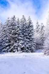 Winterwunderland im Thüringer Wald auf der Ebertswiese am Rennsteig bei wunderschönen Winterwetter - Thüringen - Deutschland