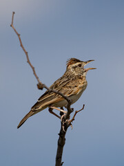 Rufous-naped Lark (Rooineklewerik) (Mirafra Africana) at Sonderkop waterhole in the Etosha National Park, Namibia