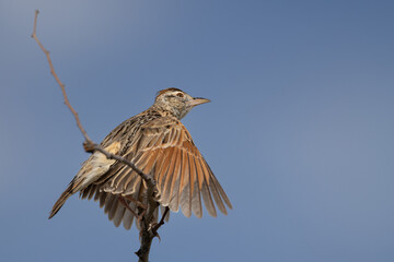 Rufous-naped Lark (Rooineklewerik) (Mirafra Africana) at Sonderkop waterhole in the Etosha National Park, Namibia