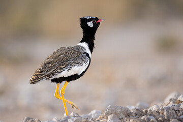 Male Northern Black Korhaan (Witvlerkkoorhaan) (Afrotis afraoides) ) at Sonderkop waterhole in the Etosha National Park, Namibia