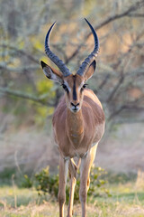The larger and darker, black-faced impala (Rooibok) (Aepyceros melampus), which lives in slightly more arid, scrubland environments, seen here approaching Nuamses waterhole in the Etosha National Park