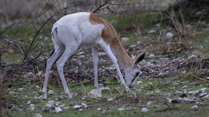 Oddly pigmented springbok or springbuck (Antidorcas marsupialis), an antelope found mainly in south and southwest Africa, at Sonderkop waterhole in the Etosha National Park, Namibia © Boshoff