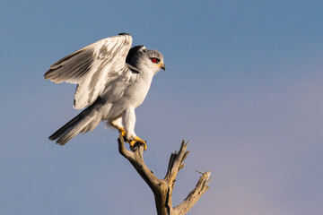 Red-necked Falcon (Rooinekvalk) (Falco chicquera) near Halali in the Etosha National Park, Namibia