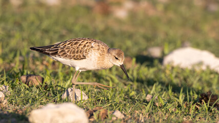 Wood sandpiper (Bosruiter) (Tringa glareola) , near the Rietfontein waterhole near Halali in the Etosha National Park, Namibia