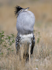 The Kori Bustard (Ardeotis kori) (Gompou) is the largest flying bird native to Africa. The male...