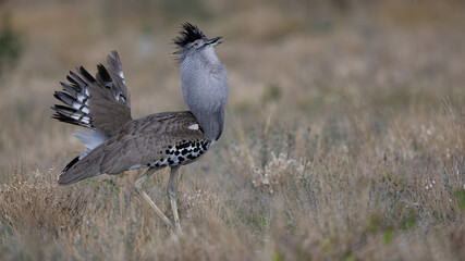 The Kori Bustard (Ardeotis kori) (Gompou) is the largest flying bird native to Africa. The male Kori Bustard may be the heaviest living animal capable of flight, displaying near Okaukuejo in the Etosh