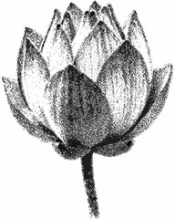 Black and white sketch of a lotus flower with textured petals