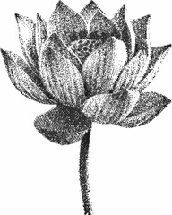 Black and white stippled lotus flower illustration